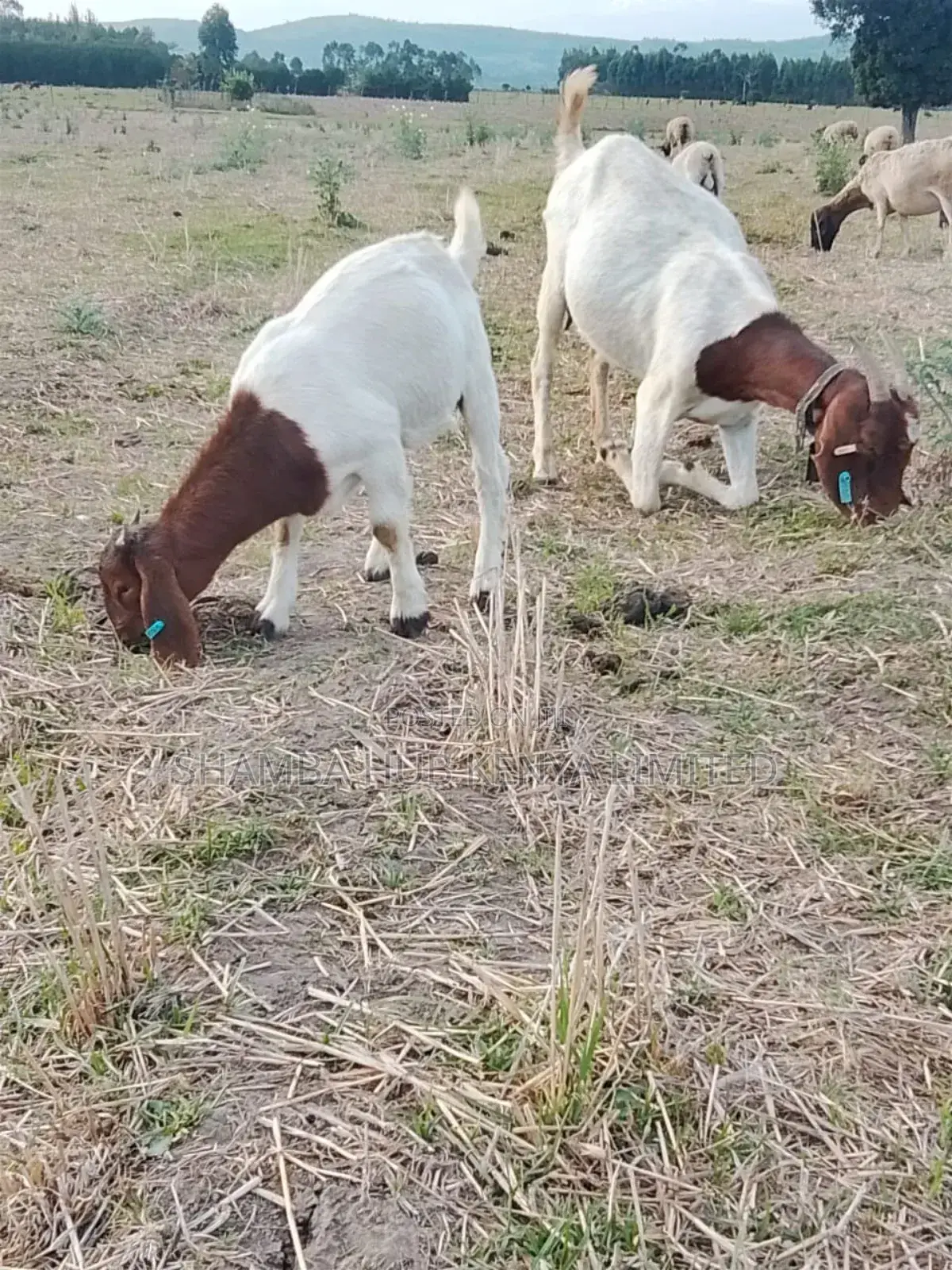 Boer Bucks