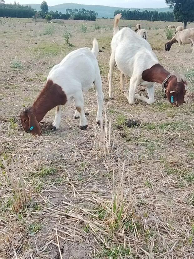 Boer Bucks - thumbnail 8