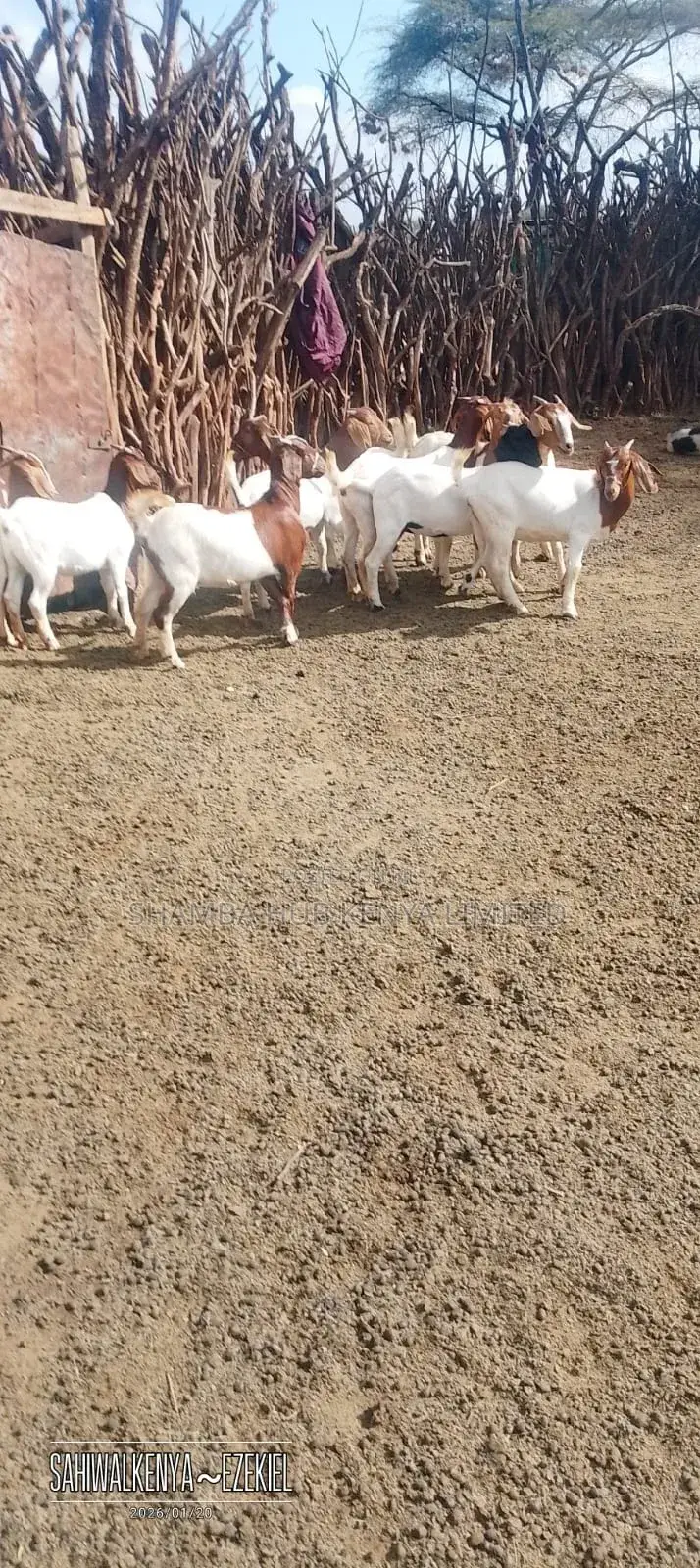 Boer Bucks