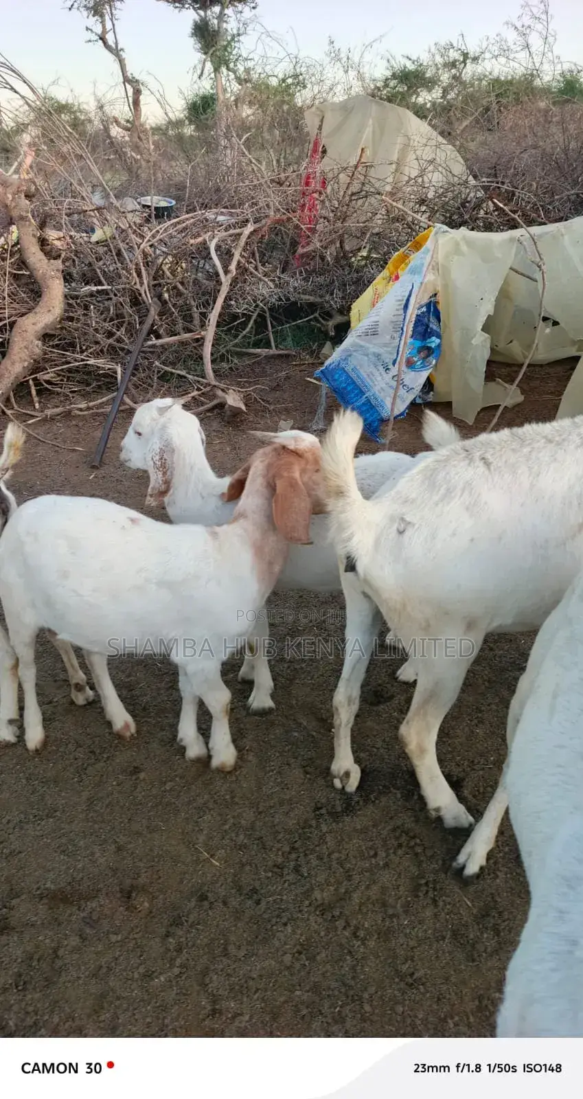 Boer Bucks