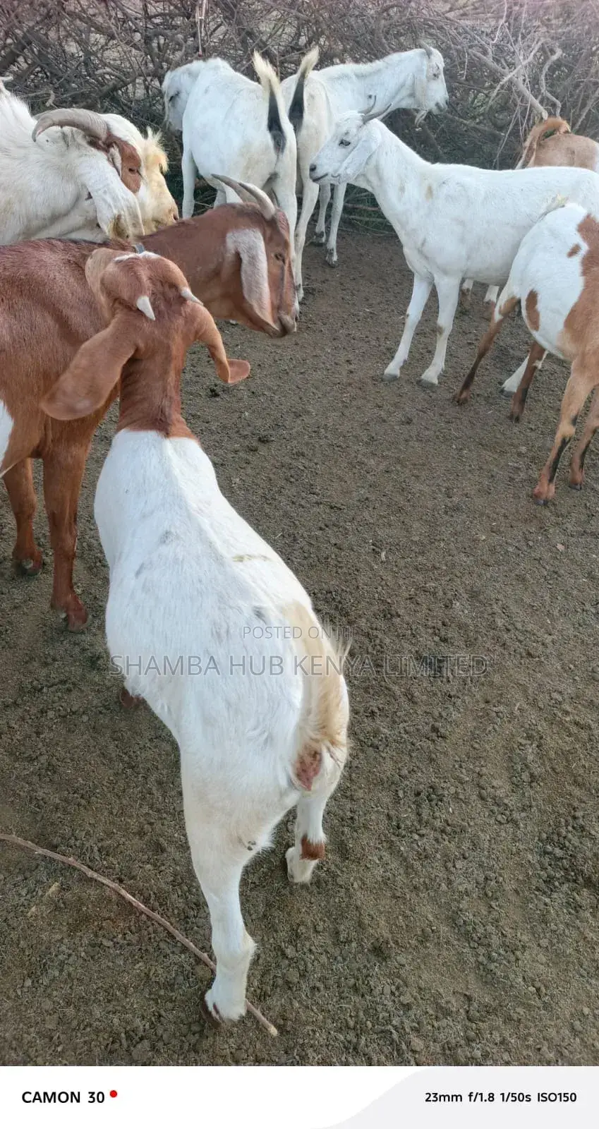 Boer Bucks