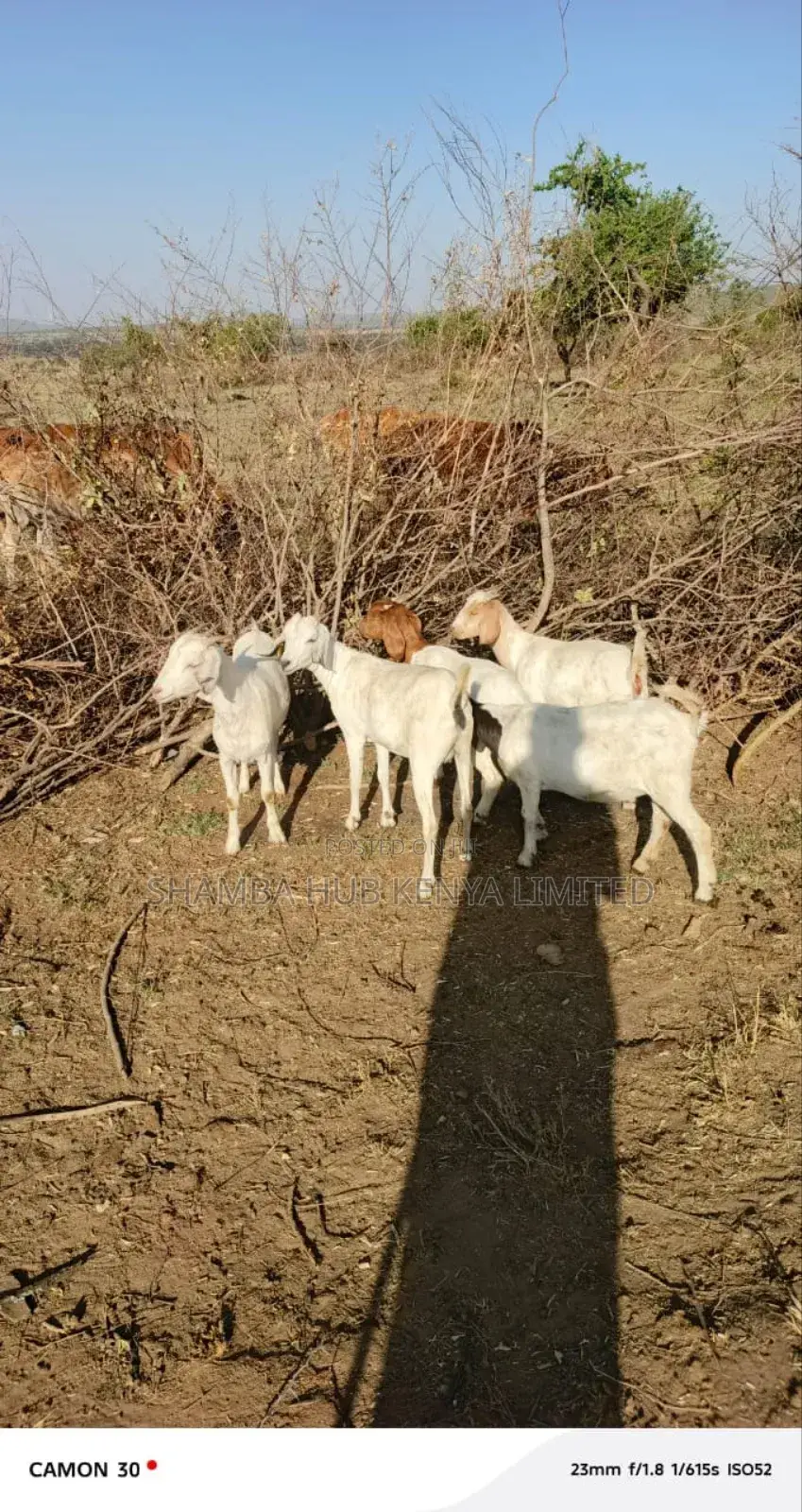 Boer Bucks