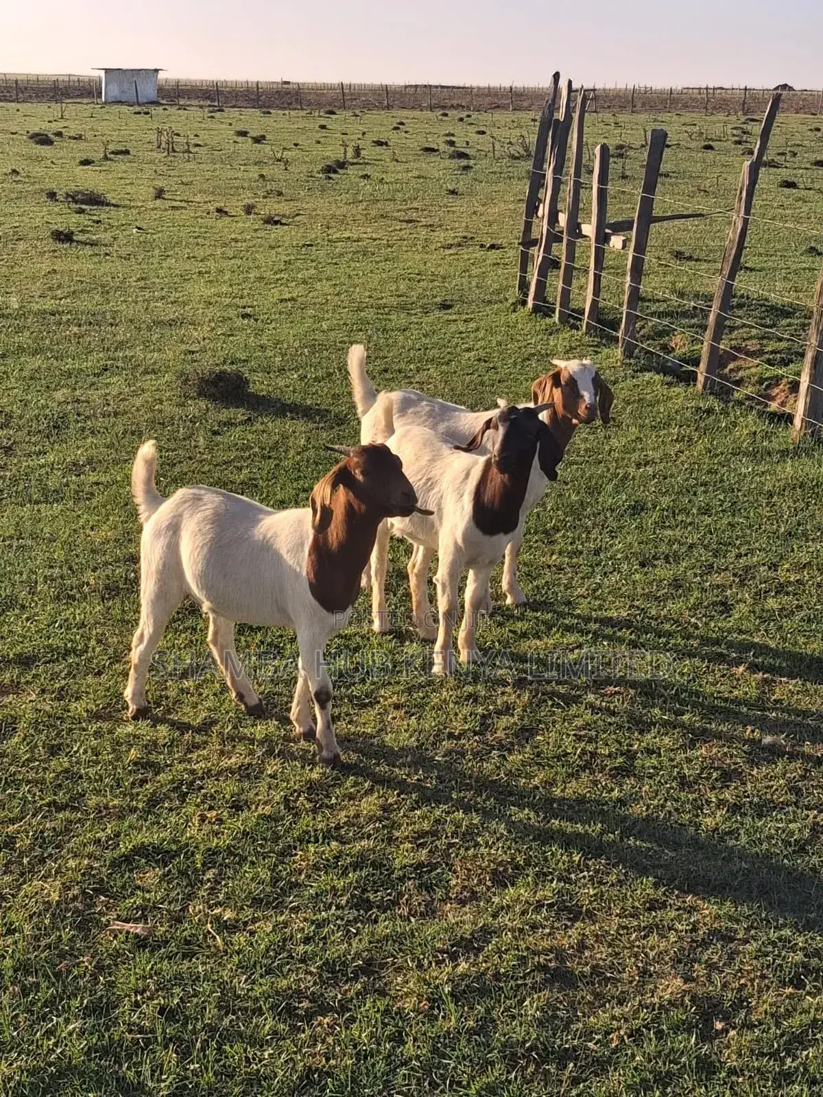 Boer Bucks