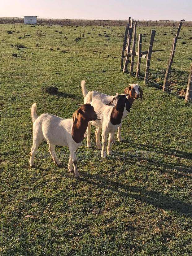 Boer Bucks - thumbnail 13