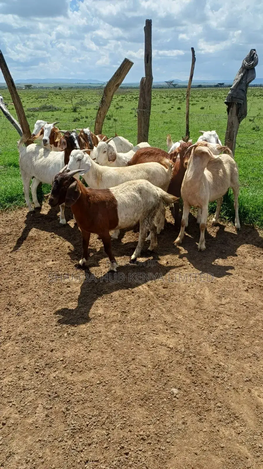 Boer Bucks