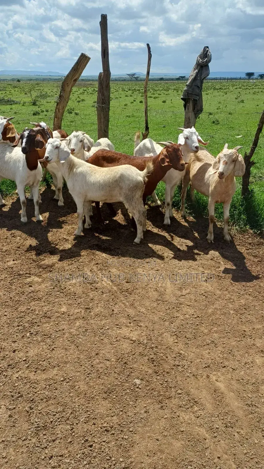 Boer Bucks