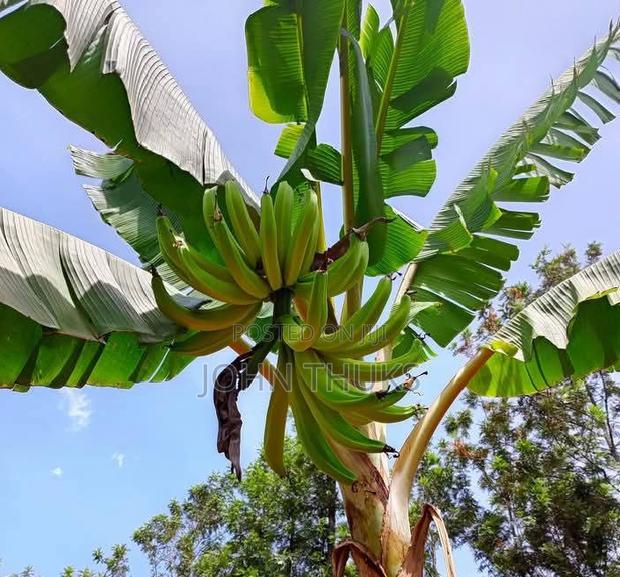 Plaintain Banana Mkono Tembo - main view