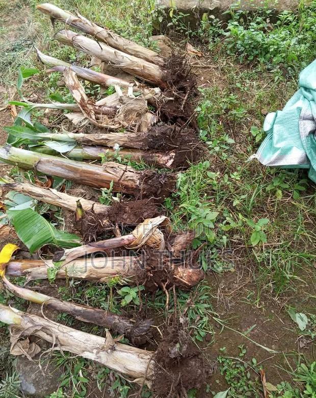 Plaintain Banana Mkono Tembo - thumbnail 2