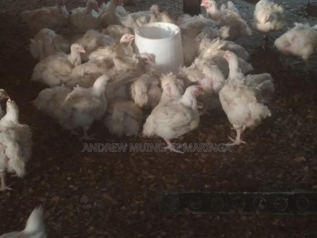 Broilers on Sale - main view