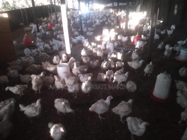 Broilers on Sale - thumbnail 2