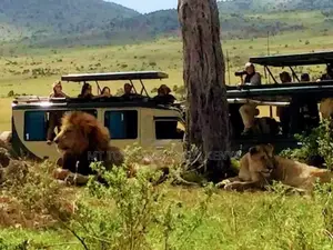 Safari 1 to 10 Days in Kenya