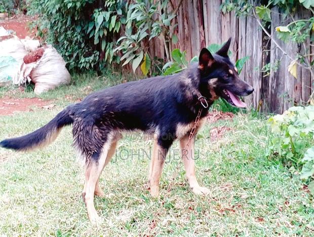 6-12 months Male Mixed Breed German Shepherd