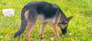 6-12 months Female Purebred German Shepherd - thumbnail 2
