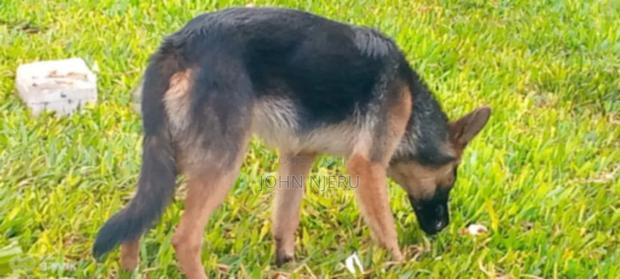 6-12 months Female Purebred German Shepherd