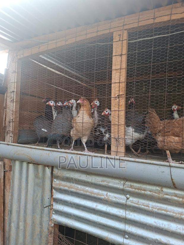 Guinea Fowl (Kanga) - thumbnail 3