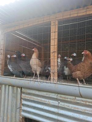 Guinea Fowl (Kanga) - thumbnail 2