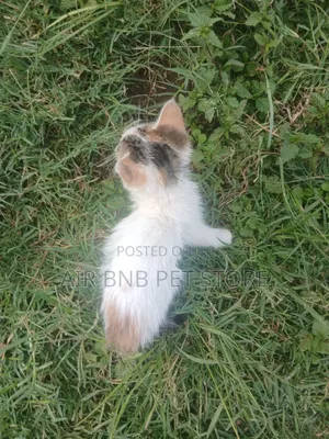1-3 months Female Purebred American Wirehair