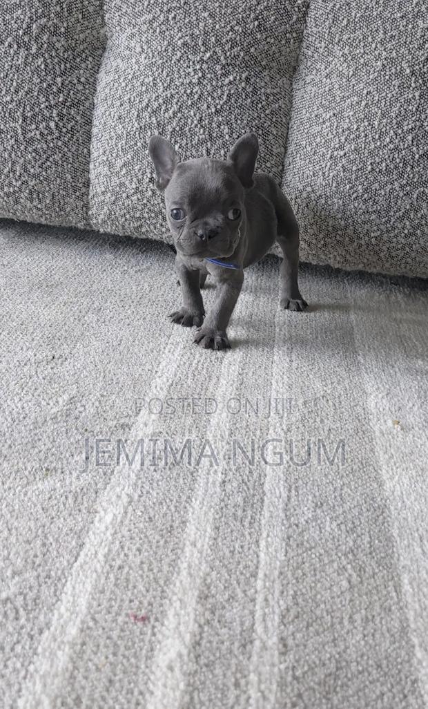 6-12 months Male Purebred French Bulldog