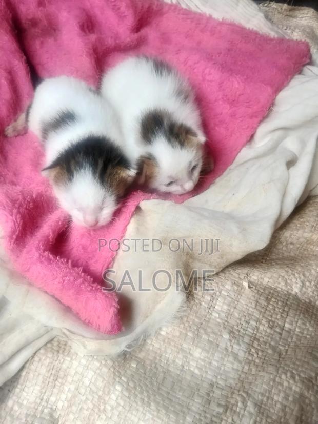 1-3 months Male Mixed Breed Cat