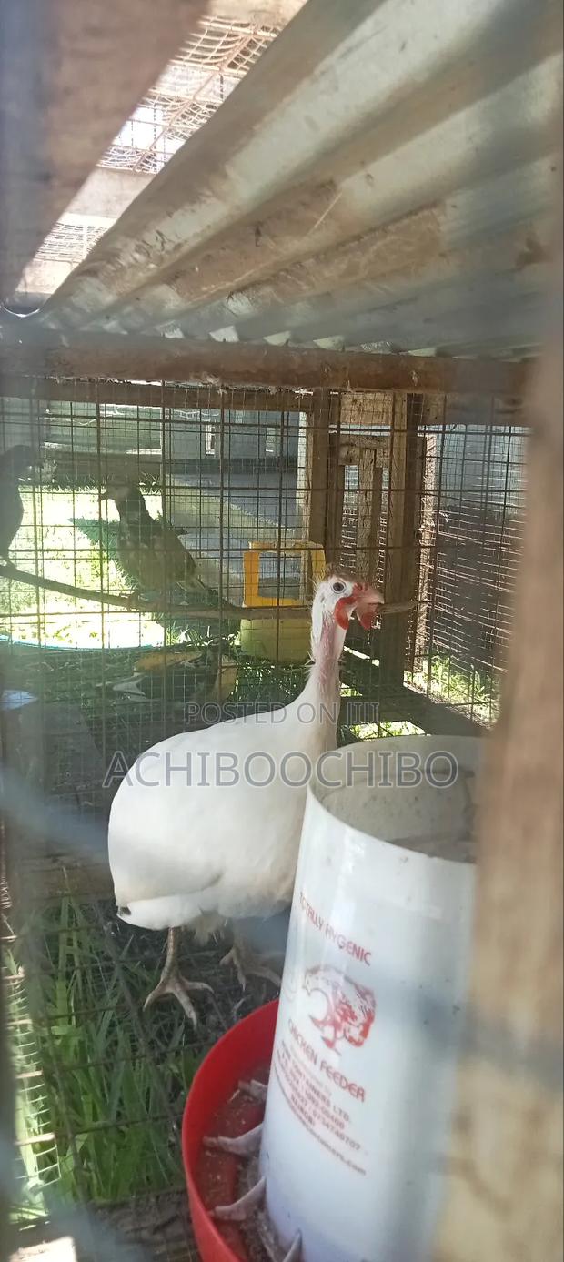 White Guinea Fowl