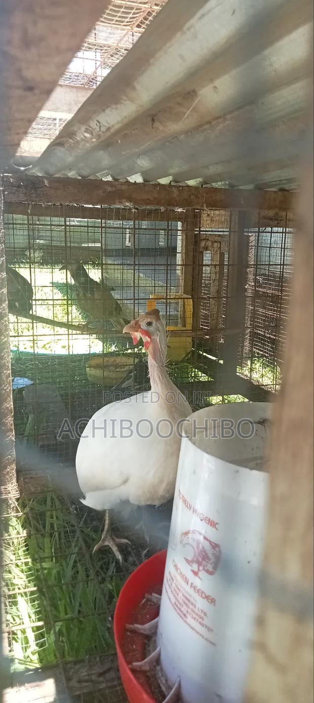 White Guinea Fowl - thumbnail 3
