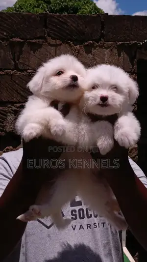 1-3 months Male Purebred Havanese