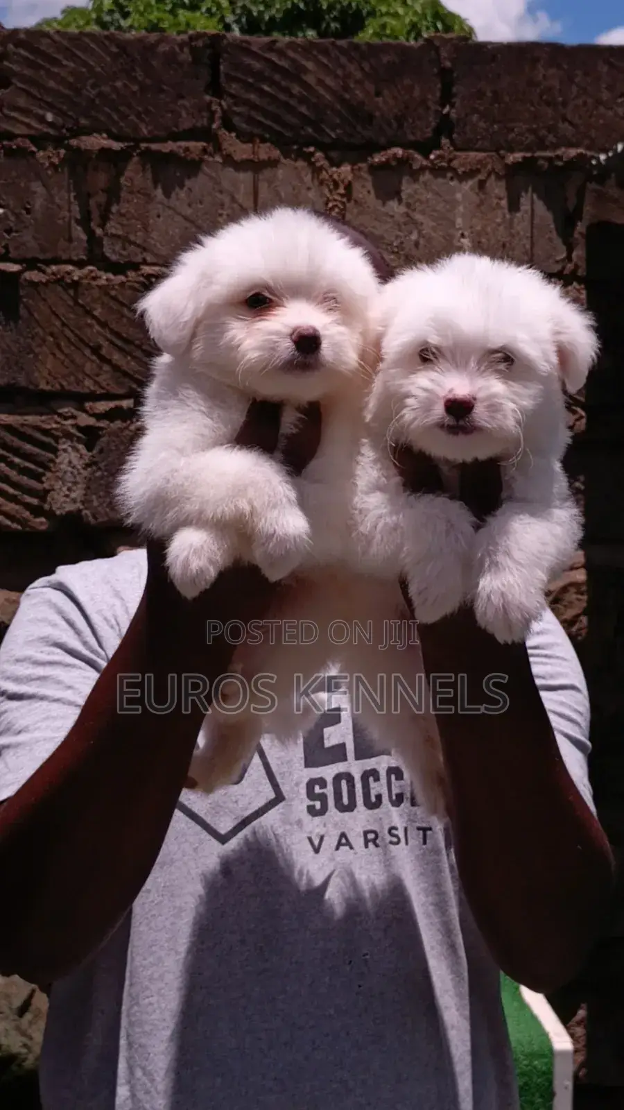 1-3 months Male Purebred Havanese
