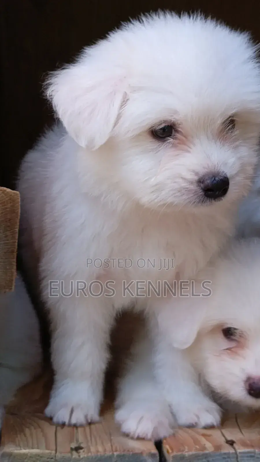 1-3 months Female Purebred Havanese