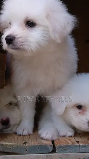 1-3 months Female Purebred Havanese