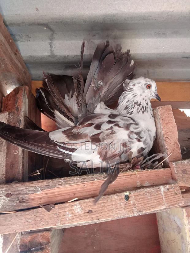 Funtail Pigeons