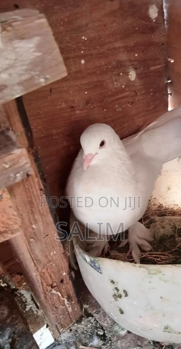 Pure White Pigeon