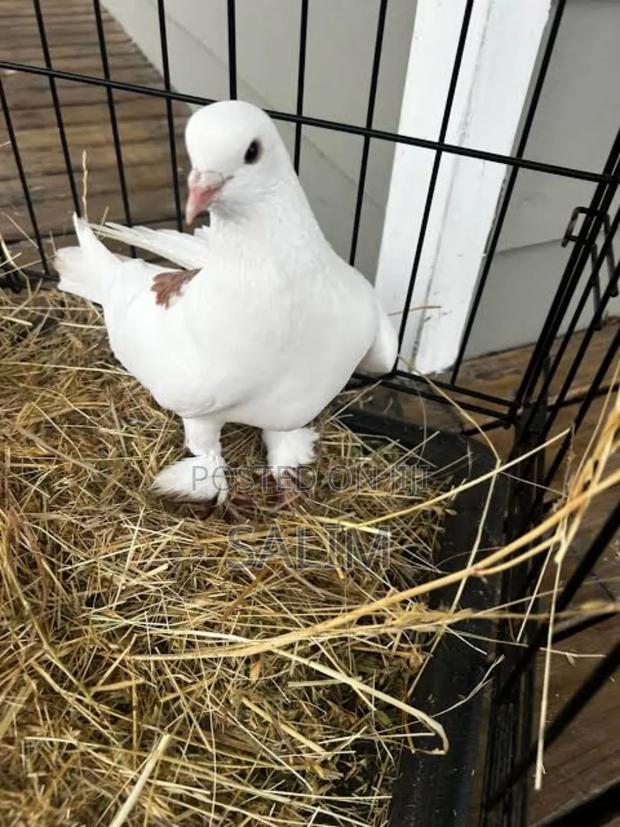 White and Brown Pigeon