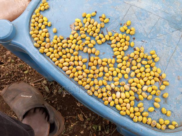 Yellow Beans - main view