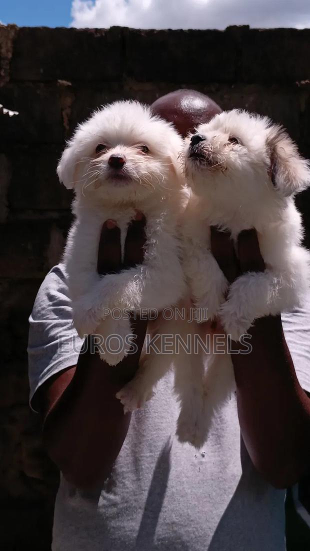 1-3 months Female Purebred Havanese