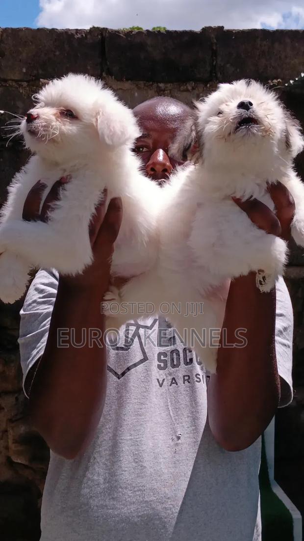 1-3 months Female Purebred Havanese - thumbnail 2