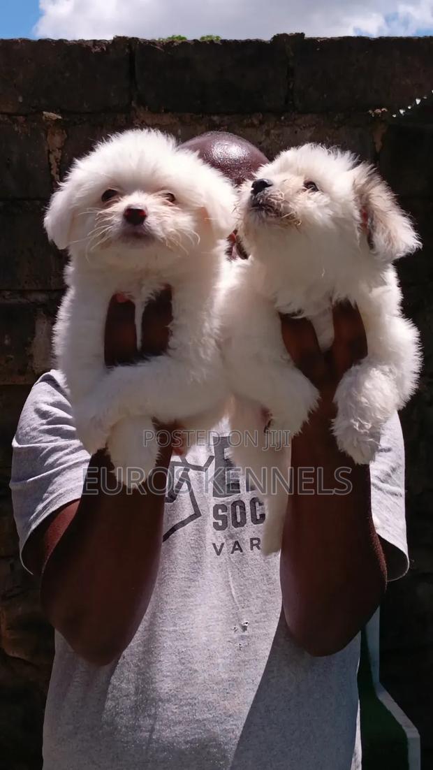 1-3 months Female Purebred Havanese - thumbnail 3