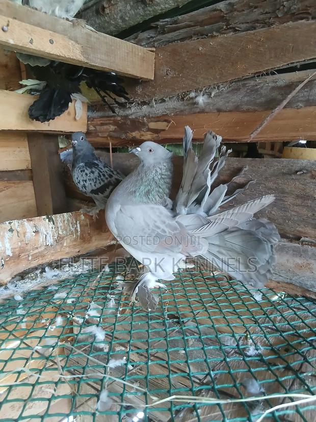Male Fantail Available