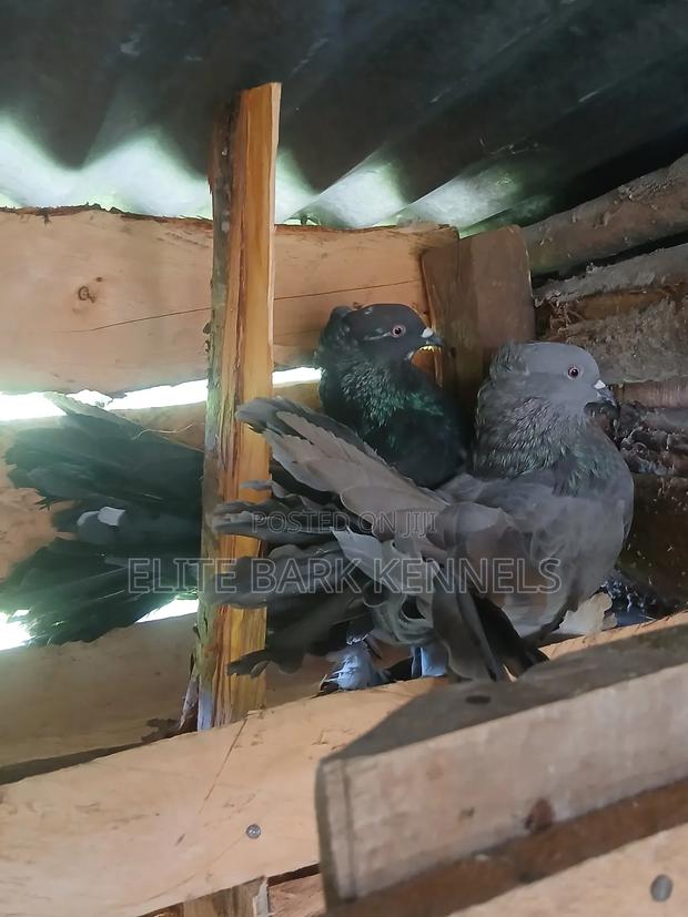 Fantail Pair Available
