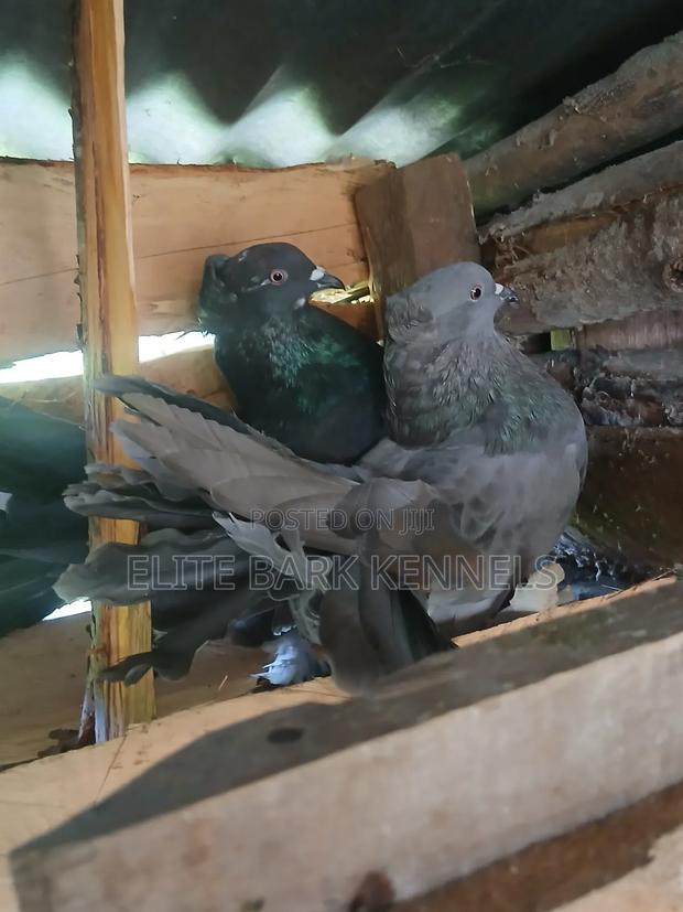 Fantail Pair Available - thumbnail 3