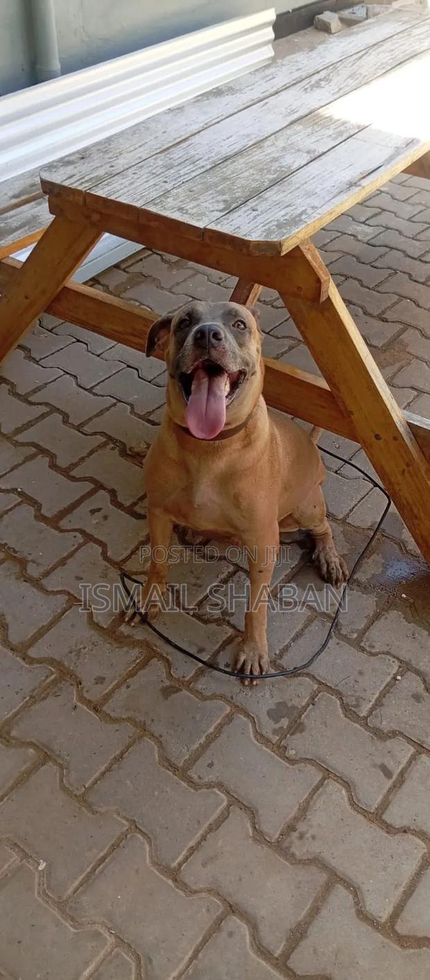 1+ year Female Purebred Boerboel