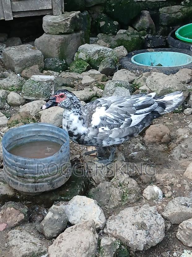 Mature Muscovy Ducks and Ducklings Grey Muscovy