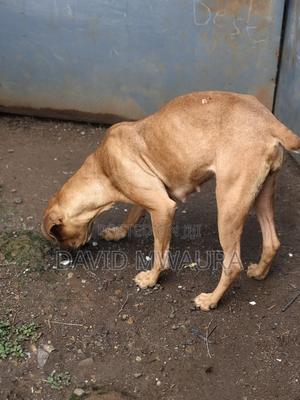 1+ year Female Purebred Boerboel - thumbnail 2