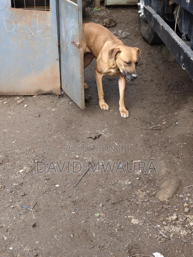1+ year Female Purebred Boerboel - thumbnail 3