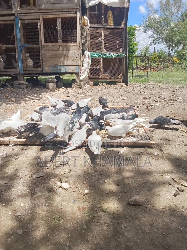 Local Doves for Sale - thumbnail 2