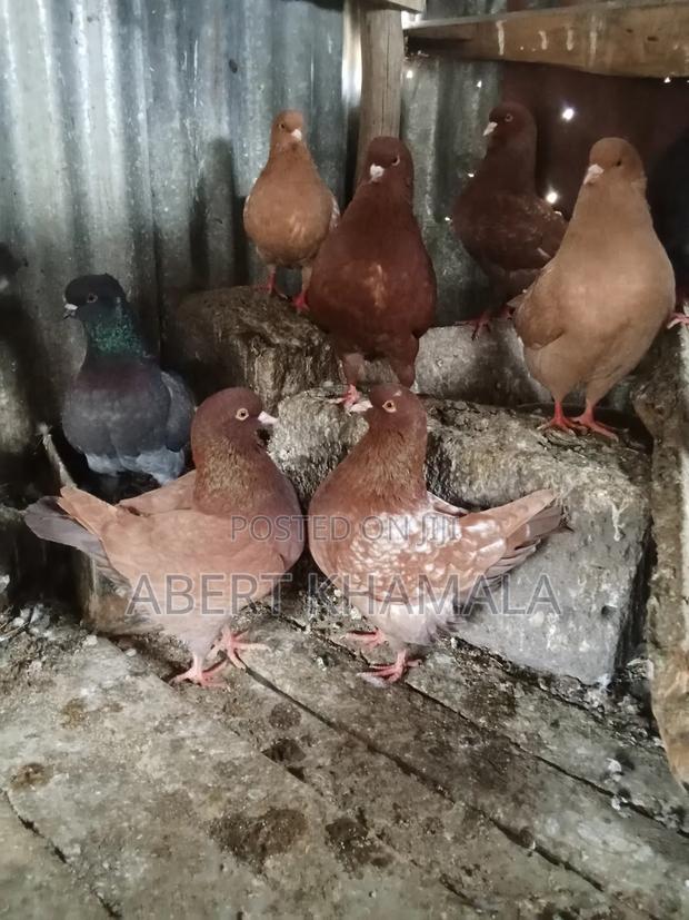 King Pigeons Available - thumbnail 5