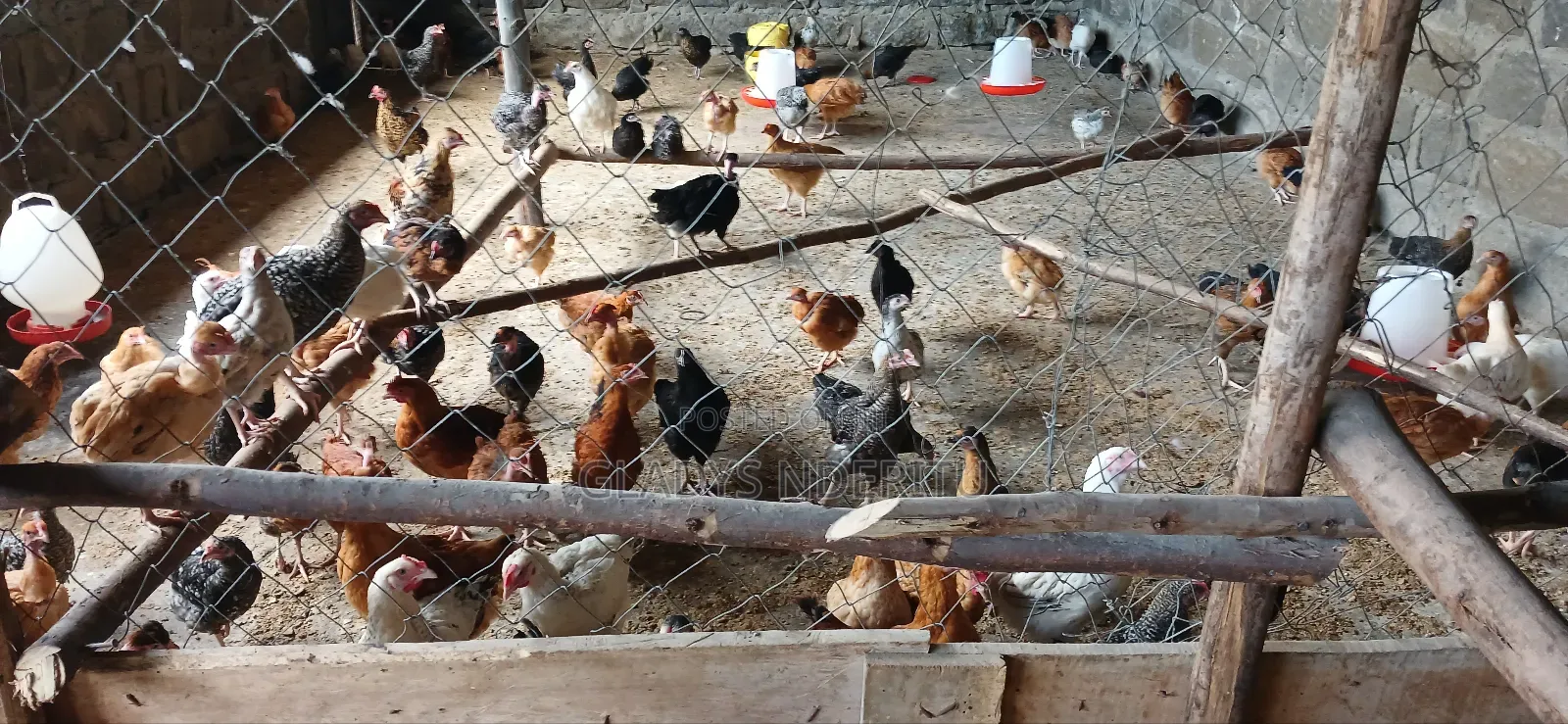 One Day Chick and One Month Old