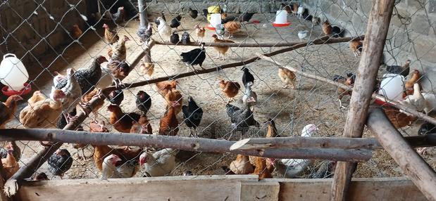 One Day Chick and One Month Old - thumbnail 10