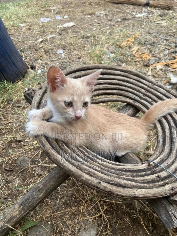 3-6 months Male Mixed Breed American Shorthair