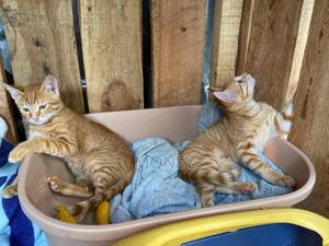 3-6 months Male Mixed Breed American Shorthair - thumbnail 2