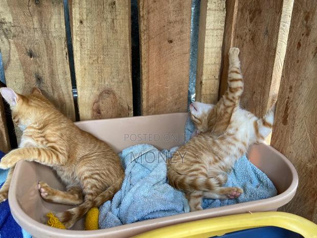 3-6 months Male Mixed Breed American Shorthair - thumbnail 4
